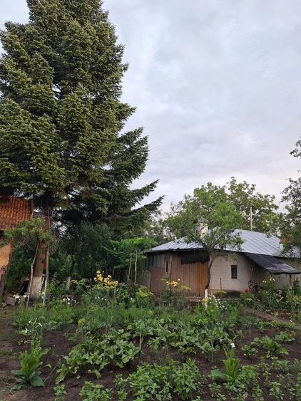Casă cu Teren 3600 Mp în Petru Rareș