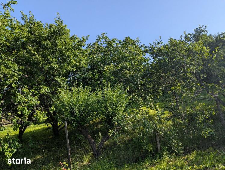 Casă cu 6 camere cu Teren 12900 Mp în Cotnari