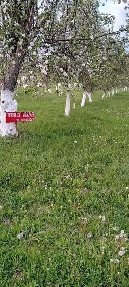 Spațiu comercial, în Borod