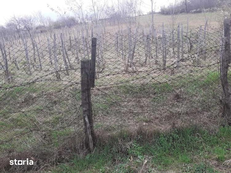Teren de 760 mp, în Central