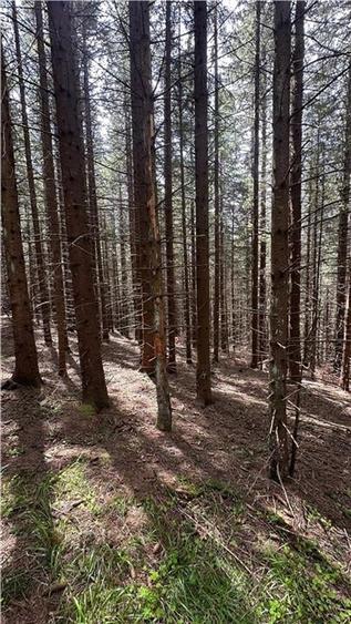 Teren agricol intravilan de 1400 mp, în Păltiniș