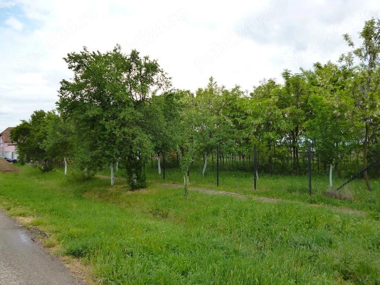 Teren de 557 mp, în Cenad