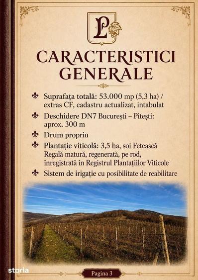 Teren de 53.000 mp cu vita de vie + Conac boieresc - 6