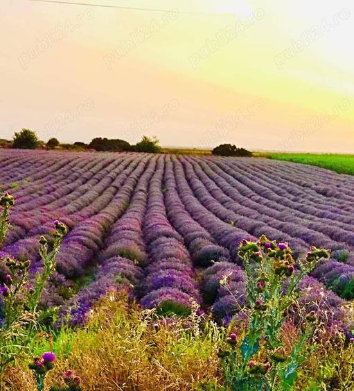 Teren de 37500 mp, în Borcea