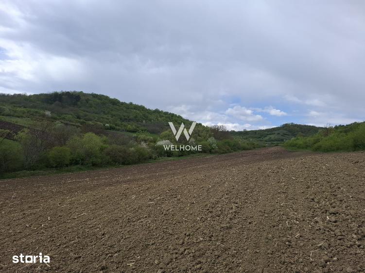 Teren de 5000 mp, în Gușterița