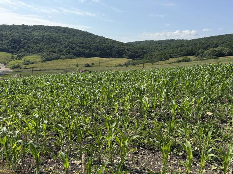 Teren Construcții intravilan de 5800 mp, în Dezmir