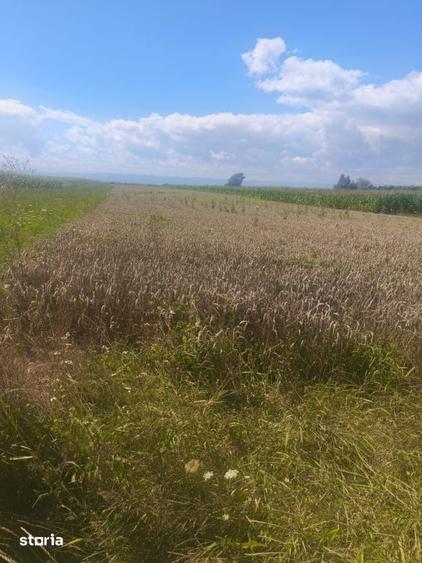 Teren de 10000 mp, în Frătăuții Vechi