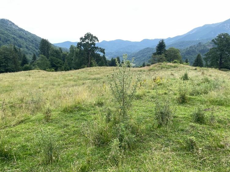 Teren Construcții intravilan de 12750 mp, în Pârâul Rece