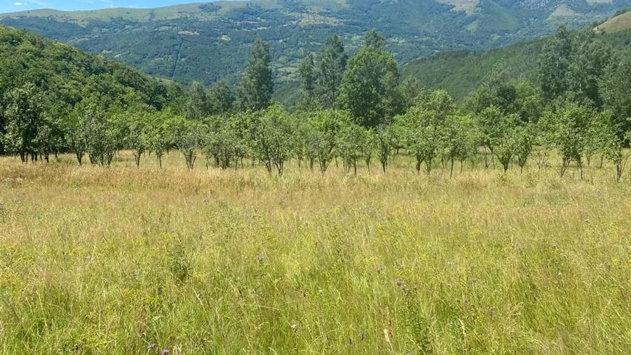 Teren de 20000 mp, în Central