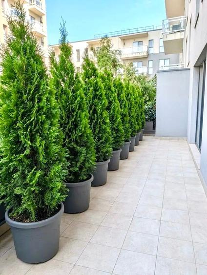 Apartament cu 3 camere semidecomandat, mobilat în Floreasca