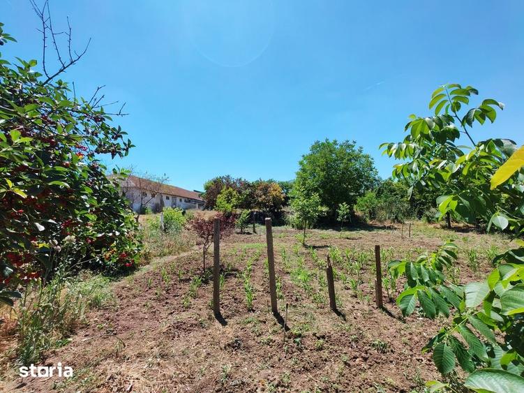 Comision0%-AlmanImobiliare-Oportunitate-TerenIntravilan-ValuLuiTraian - 7