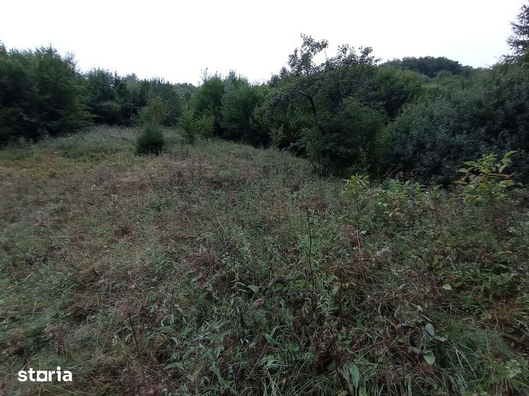 Teren de 32000 mp, în Rusca