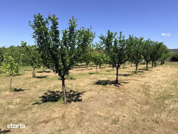 Casă cu 6 camere cu Teren 3000 Mp în Cârcea