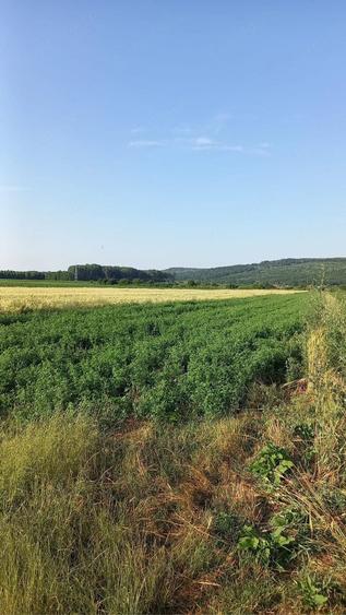 Teren de 20000 mp, în Ion Creangă
