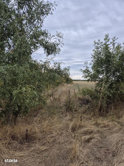 Teren de 5457 mp, în Măgurele