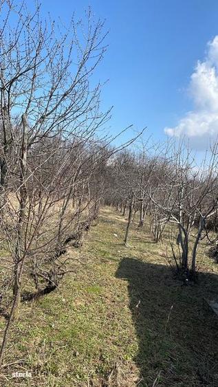 Teren de 4900 mp, în Păulești