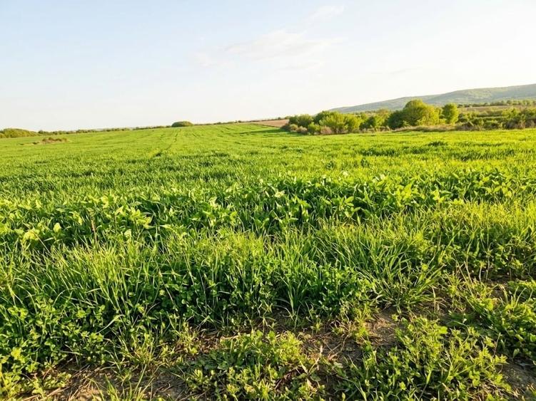 Teren agricol extravilan de 10000 mp, în Dumbrăvița