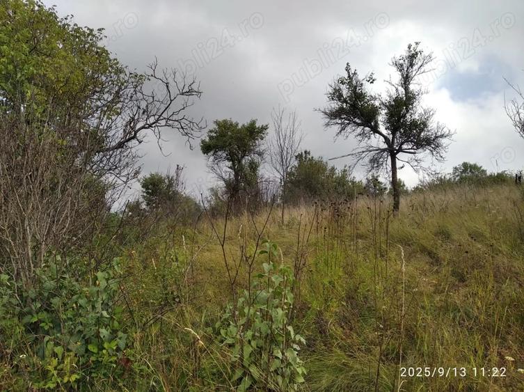 Teren de 2000 mp, în Șumița