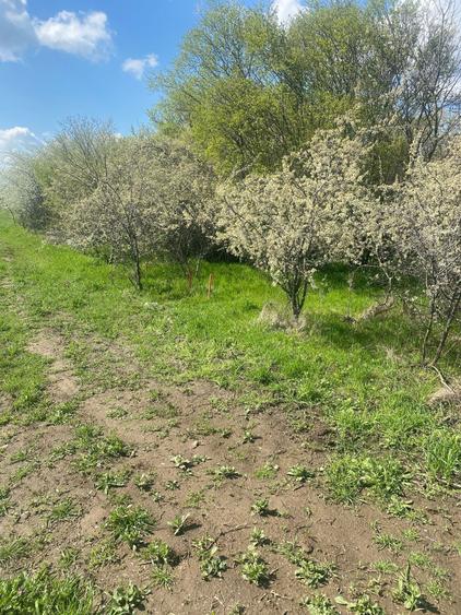 Teren Construcții intravilan de 5808 mp, în Săbăreni
