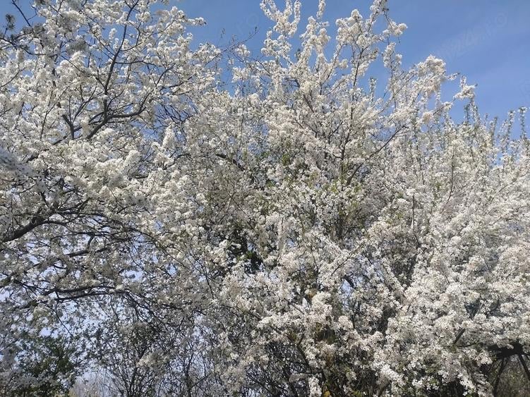 Teren de 2500 mp, în Suseni
