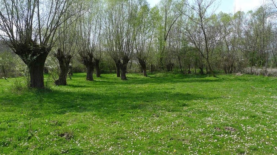 Teren de 3200 mp, în Provița de Sus