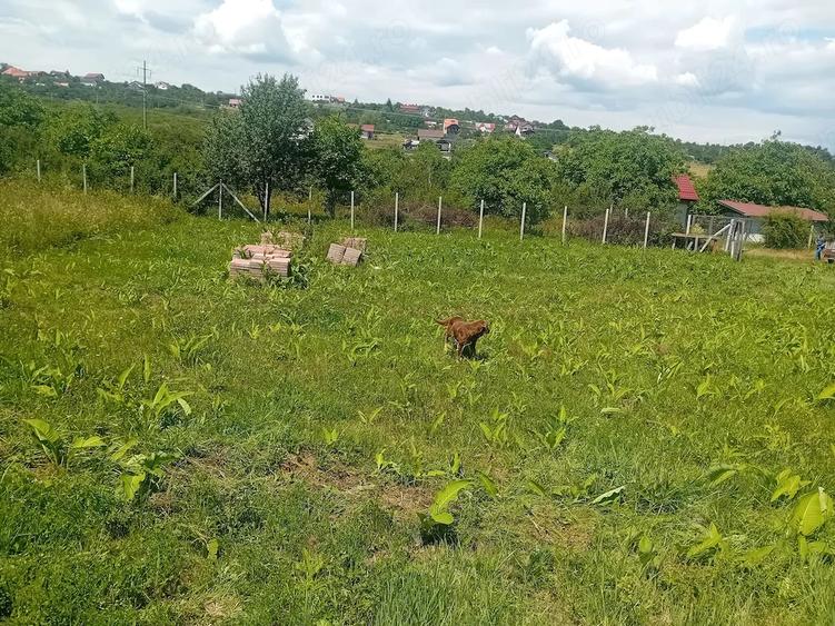 Teren de 500 mp, în Daia