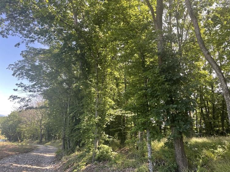 Teren de 16000 mp, în Beudiu