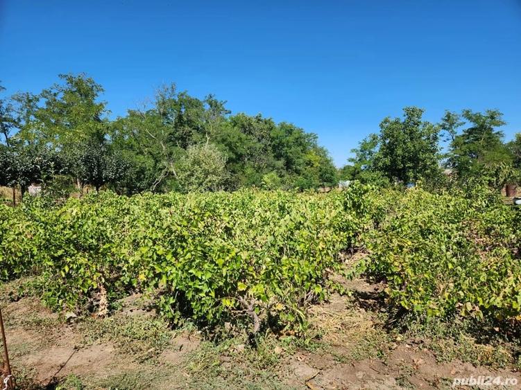 Casă în Văcăreasca
