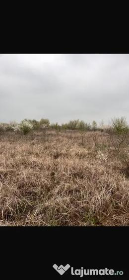 Teren de 5800 mp, în Bencecu de Jos