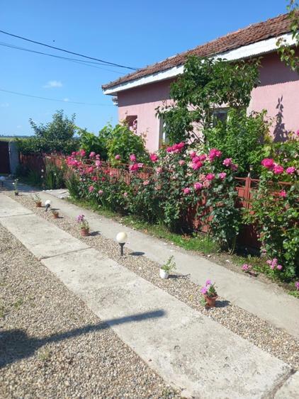 Vand Casa sat Greci comuna Osica de Sus - 1