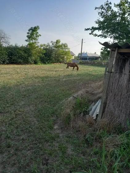 Teren de 3700 mp, în Iazurile