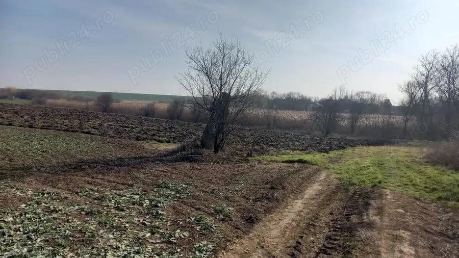 Teren de 10000 mp, în Dârvari