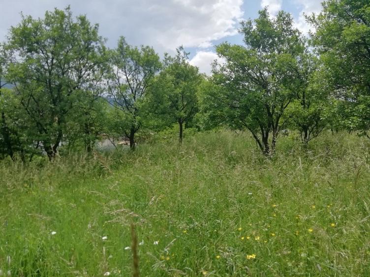 Teren de 1800 mp, în Alexandru cel Bun