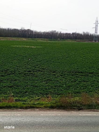 Teren intravilan 5.000 m2 cu 40 m deschidere la DN2A langa Kaufland - 14