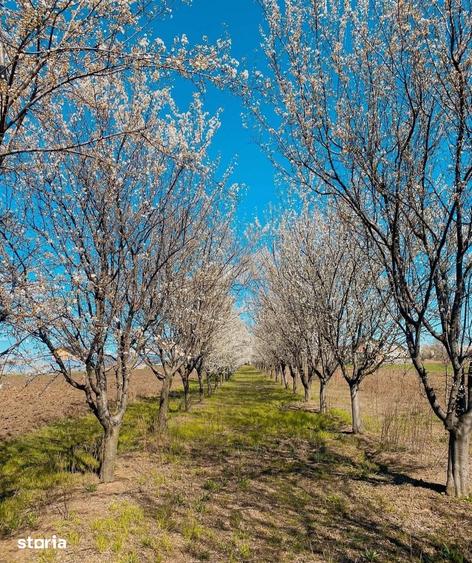 Teren de 7000 mp, în Filipeștii de Târg
