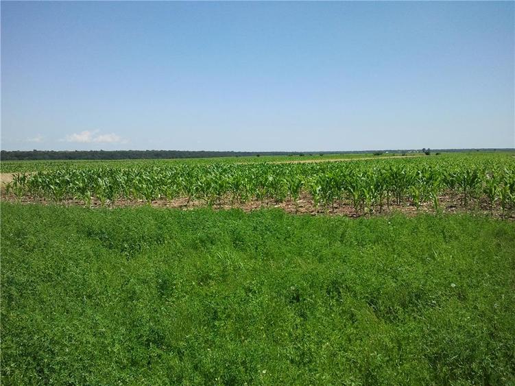 Teren de 3600 mp, în Moara Vlăsiei