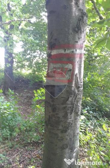 Teren în Dărmănești