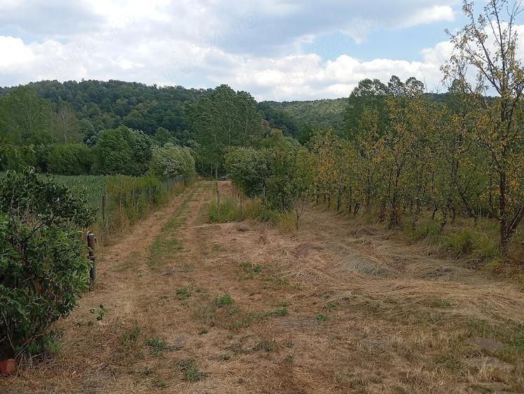 Teren de 3000 mp, în Ezeriș