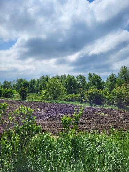 Teren agricol intravilan de 10000 mp, în Săftica
