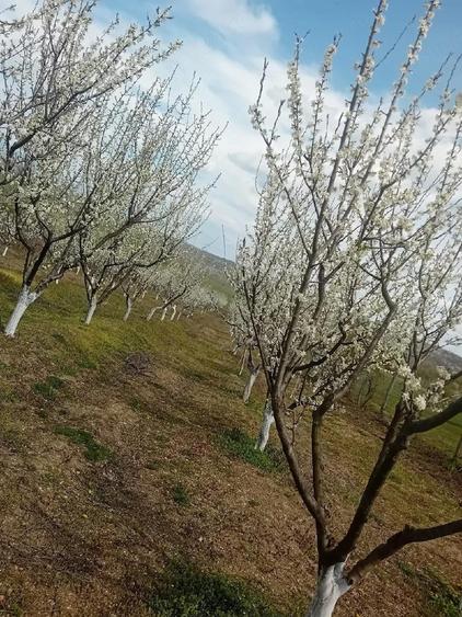 Teren de 7500 mp, în Grui
