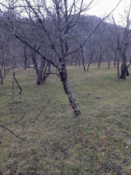 Teren de 2000 mp, în Ocina de Sus