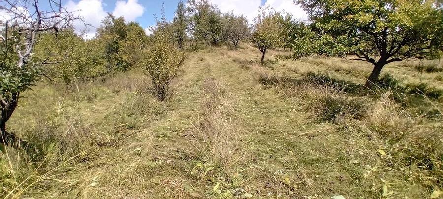 Teren de 12000 mp, în Suslănești