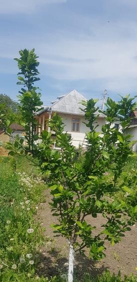 Casă individuală cu 2 camere cu Teren 414 Mp în Ghindăoani