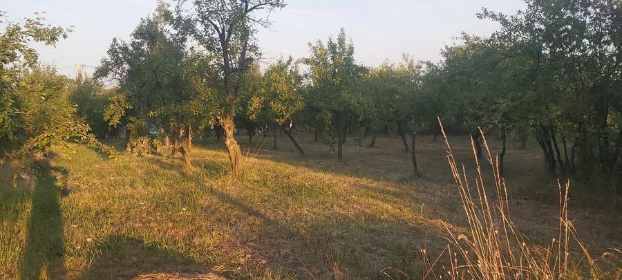 Spațiu comercial, în Cobia