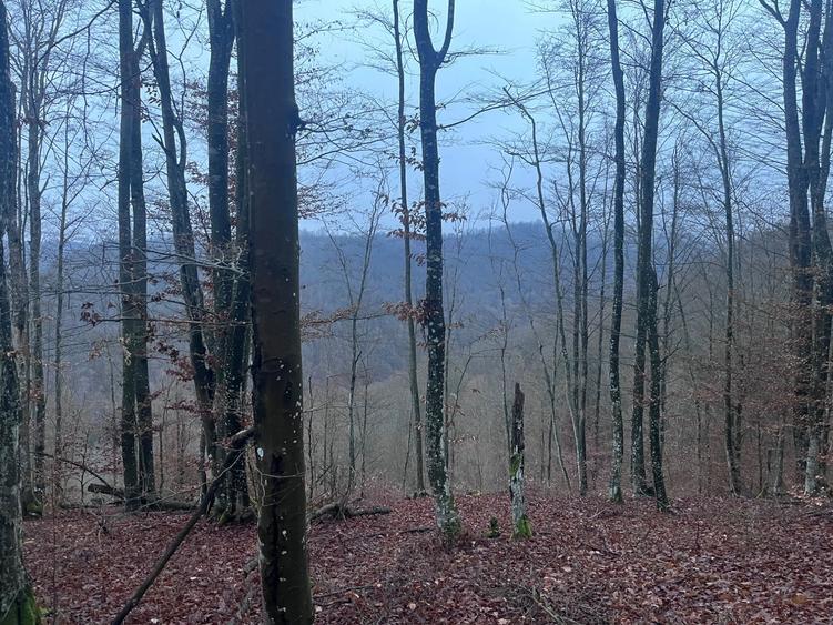 Teren de 20000 mp, în Brusturi