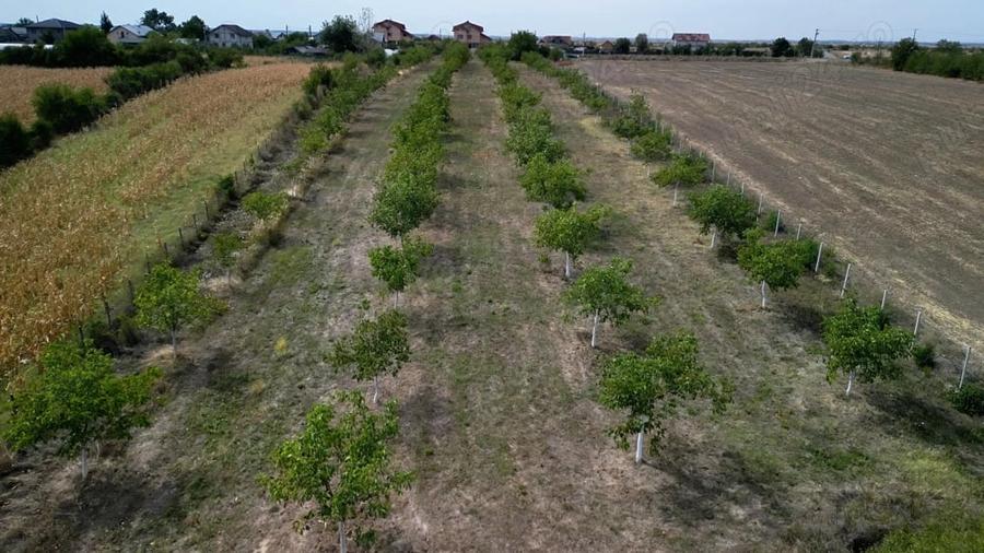 Teren de 9654 mp, în Dobra