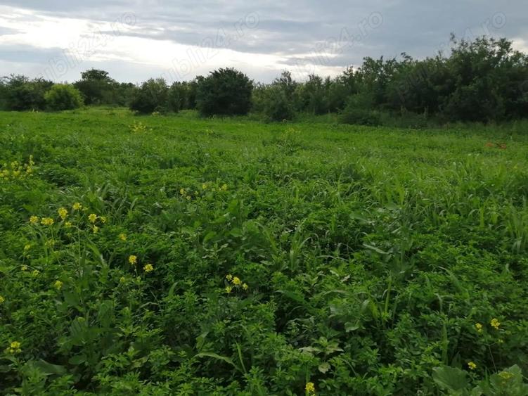 Teren în Tărtășești
