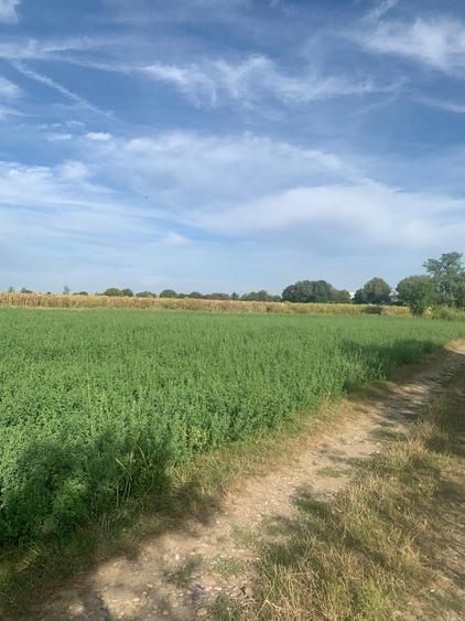 Teren Construcții intravilan de 7600 mp, în Dascălu