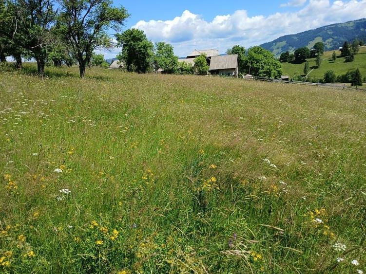 Teren de 25000 mp, în Panaci