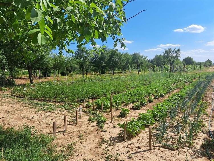 Casă individuală cu 8 camere cu Teren 8300 Mp în Sânlazăr